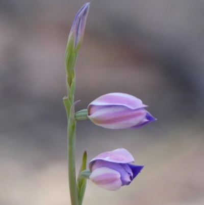 Thelymitra ixioides (Dotted Sun Orchid) at Wedderburn, NSW - 4 Sep 2024 by Curiosity