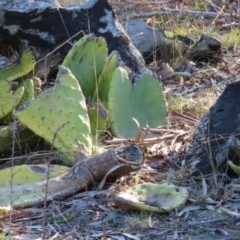 Opuntia stricta (Common Prickly Pear) at Greenway, ACT - 5 Sep 2024 by SandraH