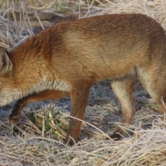 Vulpes vulpes (Red Fox) at Hume, ACT - 27 Jul 2024 by SandraH