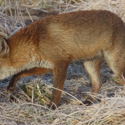 Vulpes vulpes (Red Fox) at Hume, ACT - 27 Jul 2024 by SandraH