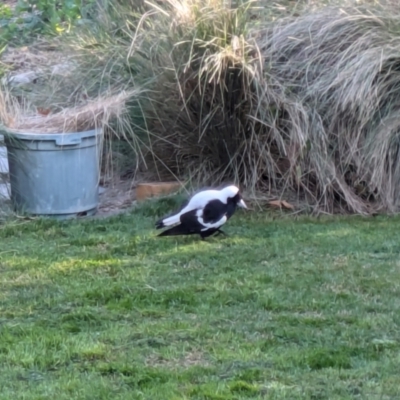 Gymnorhina tibicen (Australian Magpie) at Hackett, ACT - 4 Sep 2024 by WalterEgo