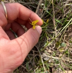 Diuris chryseopsis (Golden Moth) at Throsby, ACT - 4 Sep 2024 by RangerRiley