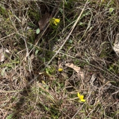 Diuris chryseopsis at Throsby, ACT - 4 Sep 2024