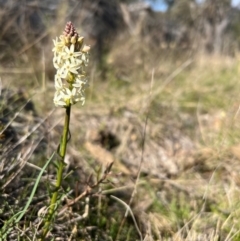 Stackhousia monogyna (Creamy Candles) at Throsby, ACT - 5 Sep 2024 by RangerRiley