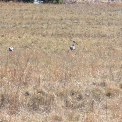 Threskiornis spinicollis (Straw-necked Ibis) at Lawson, ACT - 5 Sep 2024 by mroseby