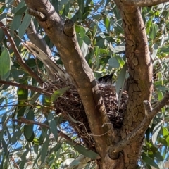 Anthochaera carunculata (Red Wattlebird) at Lawson, ACT - 5 Sep 2024 by mroseby