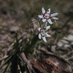 Wurmbea dioica subsp. dioica (Early Nancy) at Captains Flat, NSW - 5 Sep 2024 by Csteele4