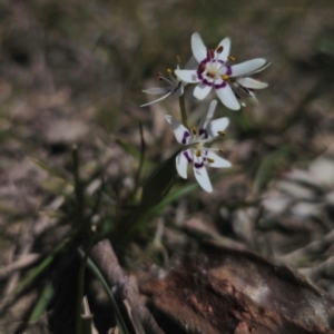 Wurmbea dioica subsp. dioica at Captains Flat, NSW - 5 Sep 2024 01:00 PM