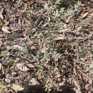 Hibbertia obtusifolia at Bruce, ACT - 5 Sep 2024 01:28 PM