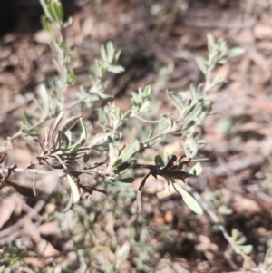 Hibbertia obtusifolia at Bruce, ACT - 5 Sep 2024