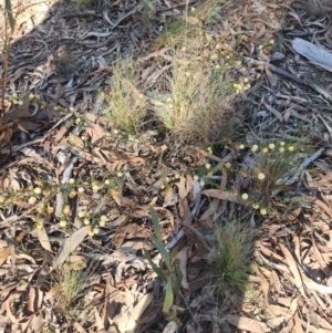 Acacia gunnii at Bruce, ACT - 29 Aug 2024 03:04 PM