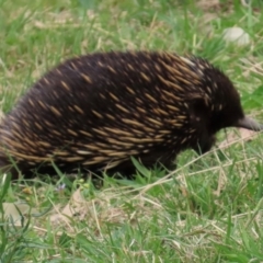 Tachyglossus aculeatus (Short-beaked Echidna) at Kangaroo Valley, NSW - 5 Sep 2024 by lbradley