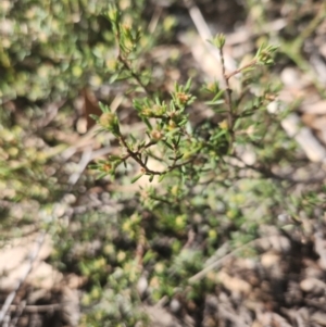 Hibbertia calycina at Bruce, ACT - 5 Sep 2024 01:45 PM