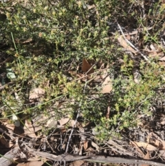 Hibbertia calycina at Bruce, ACT - 5 Sep 2024 01:45 PM