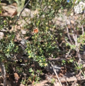 Hibbertia calycina at Bruce, ACT - 5 Sep 2024 01:45 PM