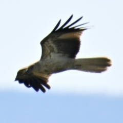 Haliastur sphenurus at Fyshwick, ACT - 5 Sep 2024 10:19 AM