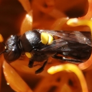 Amphylaeus (Agogenohylaeus) obscuriceps at Hall, ACT - 5 Sep 2024 12:38 PM