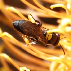 Amphylaeus (Agogenohylaeus) obscuriceps at Hall, ACT - 5 Sep 2024 12:38 PM