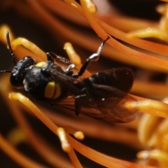 Amphylaeus (Agogenohylaeus) obscuriceps at Hall, ACT - 5 Sep 2024 12:38 PM