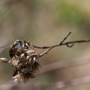 Simosyrphus grandicornis at Lyons, ACT - 5 Sep 2024