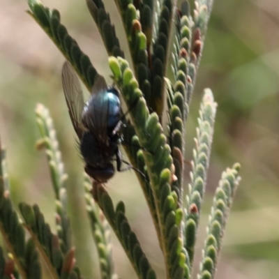 Calliphoridae (family) (Unidentified blowfly) at Lyons, ACT - 5 Sep 2024 by ran452