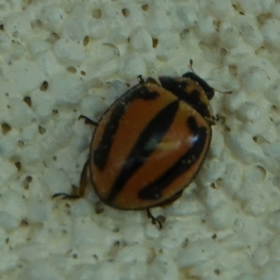 Micraspis frenata (Striped Ladybird) at Hall, ACT - 5 Sep 2024 by Anna123