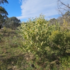 Acacia melanoxylon at Googong, NSW - 5 Sep 2024 02:53 PM