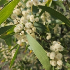 Acacia melanoxylon at Googong, NSW - 5 Sep 2024 02:53 PM