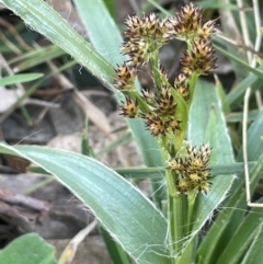 Luzula meridionalis (Common Woodrush) at Blakney Creek, NSW - 4 Sep 2024 by JaneR