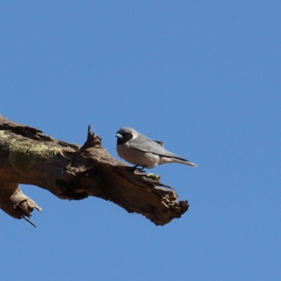 Artamus personatus (Masked Woodswallow) at Rankins Springs, NSW - 29 Sep 2018 by MatthewFrawley