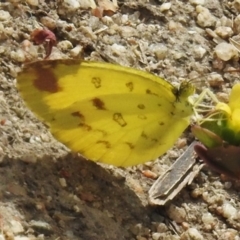 Eurema hecabe (Large Grass-yellow) at Airlie Beach, QLD - 28 Aug 2024 by JohnBundock