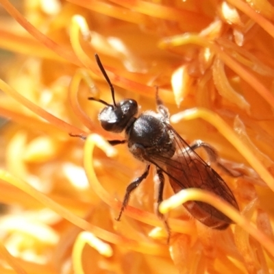 Lasioglossum (Parasphecodes) sp. (genus & subgenus) (Halictid bee) at Hall, ACT - 5 Sep 2024 by Anna123