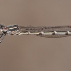 Austrolestes leda (Wandering Ringtail) at Hall, ACT - 4 Sep 2024 by Anna123