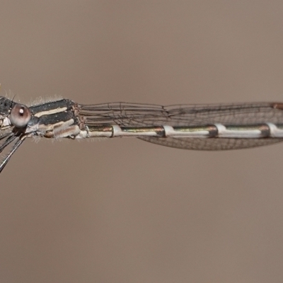 Austrolestes leda (Wandering Ringtail) at Hall, ACT - 4 Sep 2024 by Anna123