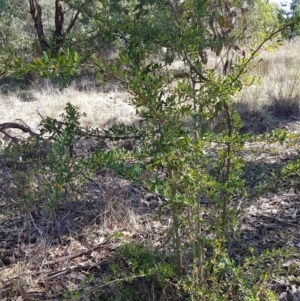 Pyracantha fortuneana at Watson, ACT - 16 Apr 2024 10:35 AM