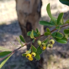 Pyracantha fortuneana at Watson, ACT - 16 Apr 2024 10:35 AM