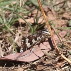 Apina callisto (Pasture Day Moth) at Watson, ACT - 16 Apr 2024 by HappyWanderer