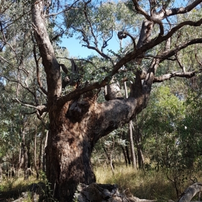 Eucalyptus bridgesiana (Apple Box) at Watson, ACT - 16 Apr 2024 by HappyWanderer