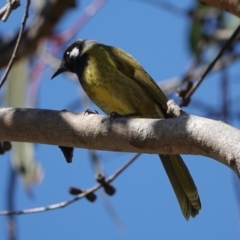 Nesoptilotis leucotis (White-eared Honeyeater) at Hall, ACT - 4 Sep 2024 by Anna123