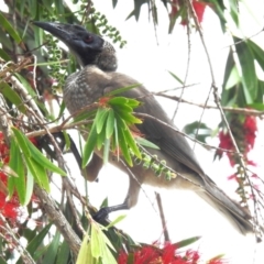 Philemon buceroides (Helmeted Friarbird) at Airlie Beach, QLD - 28 Aug 2024 by JohnBundock