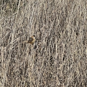 Cisticola exilis at Throsby, ACT - 3 Sep 2024