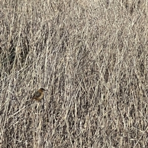 Cisticola exilis at Throsby, ACT - 3 Sep 2024