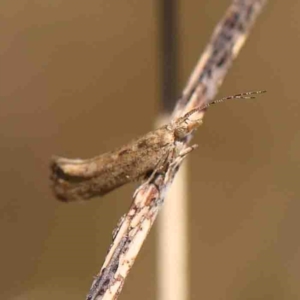 Plutella (genus) at O'Connor, ACT - 4 Sep 2024 11:18 AM