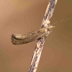 Plutella (genus) at O'Connor, ACT - 4 Sep 2024 11:18 AM