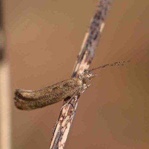 Plutella (genus) at O'Connor, ACT - 4 Sep 2024 11:18 AM