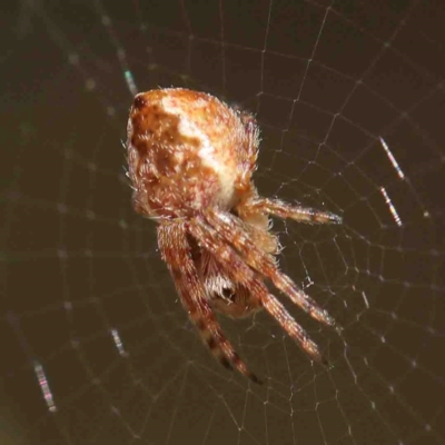 Salsa fuliginata (Sooty Orb-weaver) at O'Connor, ACT - 4 Sep 2024 by ConBoekel