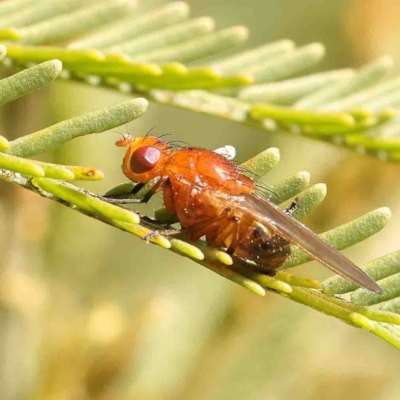 Rhagadolyra magnicornis (Lauxaniid fly) at O'Connor, ACT - 4 Sep 2024 by ConBoekel