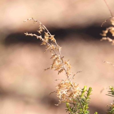 Cassinia sifton (Sifton Bush, Chinese Shrub) at O'Connor, ACT - 4 Sep 2024 by ConBoekel