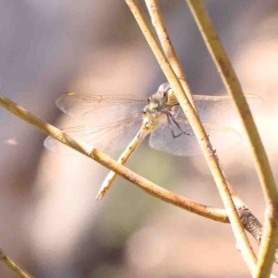 Hemicordulia tau (Tau Emerald) at O'Connor, ACT - 4 Sep 2024 by ConBoekel