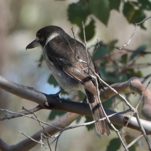 Cracticus torquatus at Hall, ACT - 29 Aug 2024